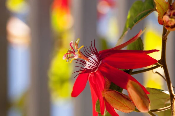 Flacără roșie flacără pasională numită Passiflora miniata — Fotografie, imagine de stoc