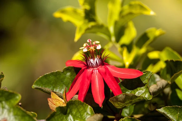 Алый пламенный красный лук под названием Passiflora miniata — стоковое фото