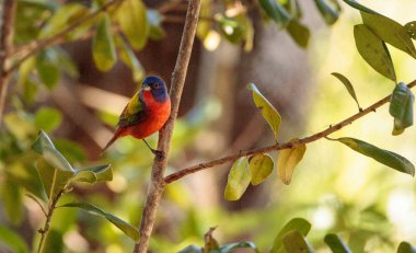 Parlak erkek boyalı kiraz kuşu kuş Passerina ciris 