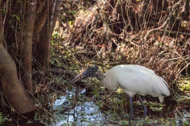 Ahşap leylek Mycteria Americana av avlıyor ve yiyor
