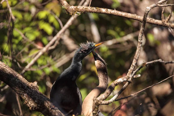 Судова Anhingas птах називається Anhinga anhinga — стокове фото