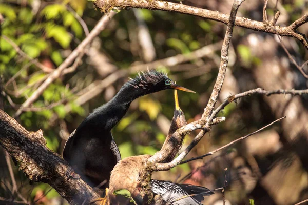 Судова Anhingas птах називається Anhinga anhinga — стокове фото