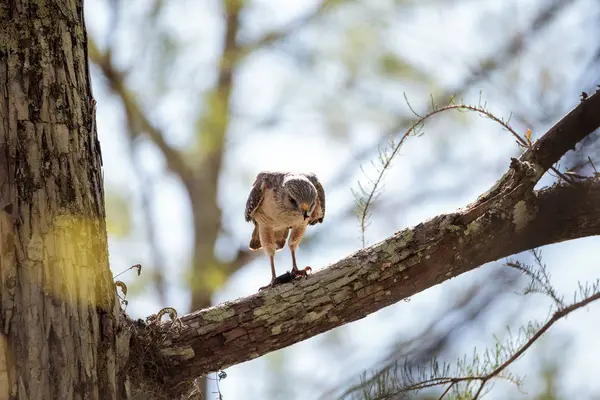 Червоний плечима Hawk Buteo lineatus полювання за здобиччю та їсть — стокове фото