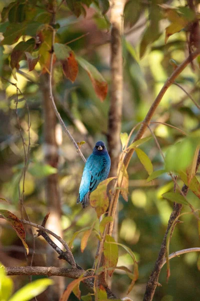 Indigo 깃발 천 Passerina cyanea 새 음식에 대 한 사료 — 스톡 사진