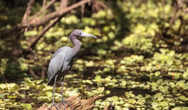 Czapla śniada ptak Egretta caerulea — Zdjęcie stockowe