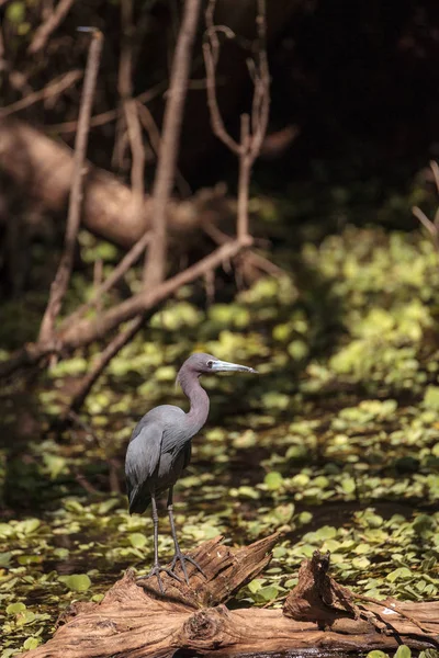 Czapla śniada ptak Egretta caerulea — Zdjęcie stockowe