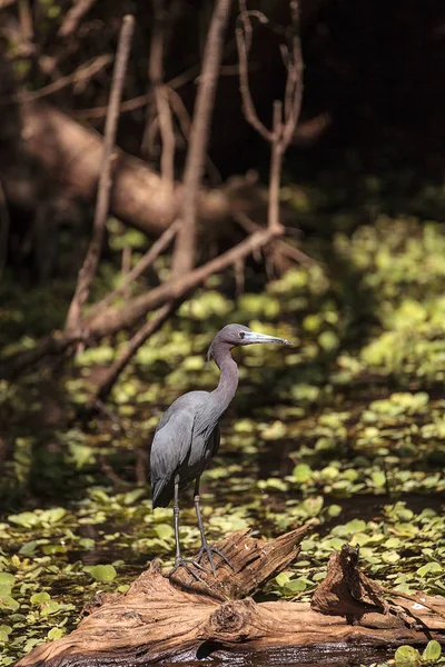 Caerulea Egretta πτηνών λίγο μπλε ερωδιός — Φωτογραφία Αρχείου