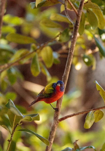 Heldere mannelijke geschilderd bunting vogel Passerina ciris — Stockfoto