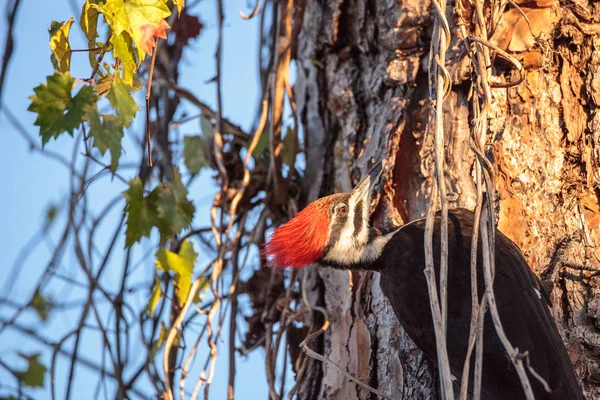 男性カンムリキツツキ鳥松の木の Dryocopus pileatus — ストック写真