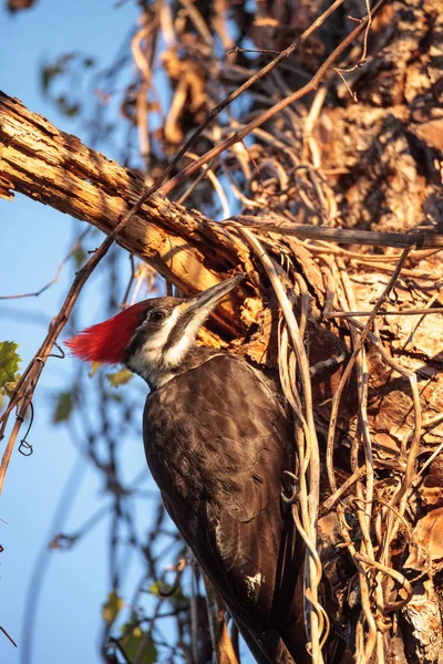 男性カンムリキツツキ鳥松の木の Dryocopus pileatus — ストック写真