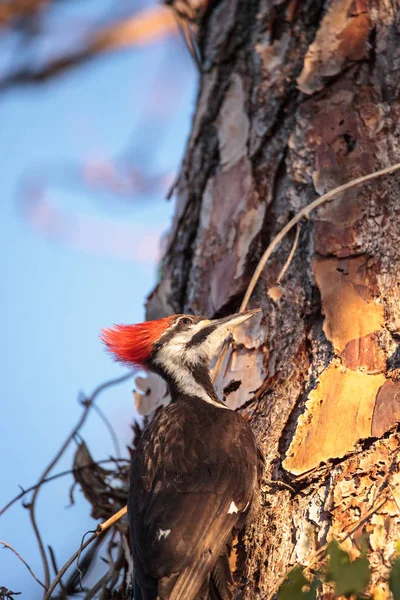 雄性有羽冠啄木鸟鸟 Dryocopus pileatus 在松树上 — 图库照片