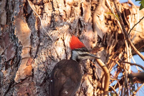 雄性有羽冠啄木鸟鸟 Dryocopus pileatus 在松树上 — 图库照片