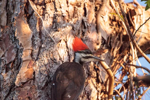 Pic pilé mâle Dryocopus pileatus dans un pin — Photo