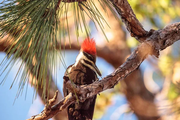 Homem pileated woodpecker bird Dryocopus pileatus em um pinheiro — Fotografia de Stock