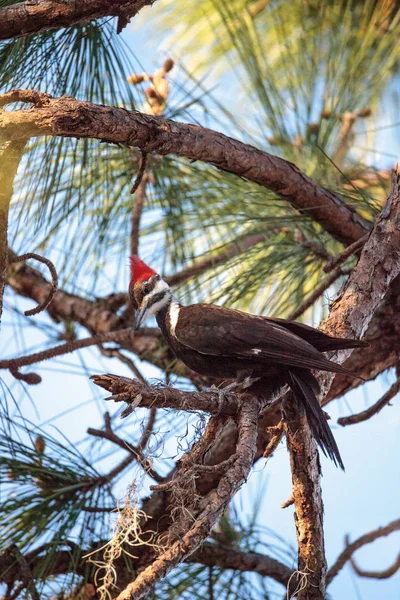 Pic pilé mâle Dryocopus pileatus dans un pin — Photo