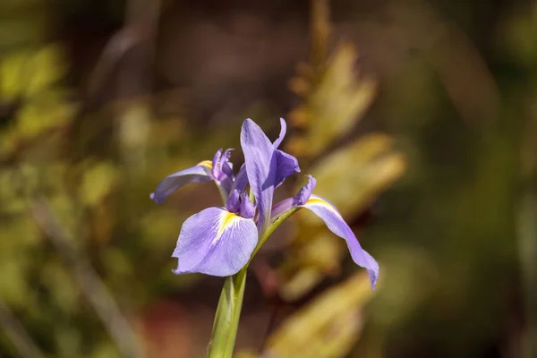 Grande púrpura barbudo Iris germanica flor florece salvaje — Foto de Stock