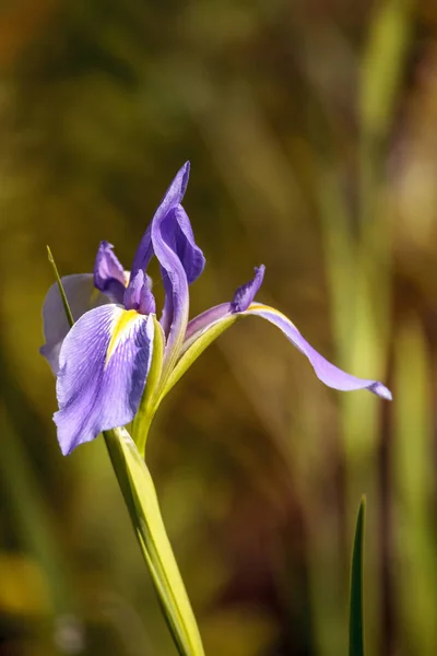 Μεγάλο μωβ γενειοφόρος Iris Iris germanica λουλούδι ανθίζει άγρια — Φωτογραφία Αρχείου