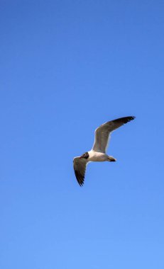 Leucophaeus atricilla uçar martı okyanus üzerinde gülüyor 