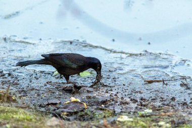 Yemek için balık karga kuş Corvus ossifragus hayvanlar için yem