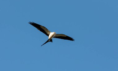 Kırlangıç kuyruklu çaylak İspanyolca bir yuva kurmak için yosun toplar