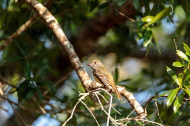 Büyük sinekkapan kuş Myiarchus crinitus tepeli