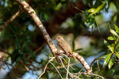 Büyük sinekkapan kuş Myiarchus crinitus tepeli