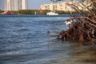 Küçük mavi balıkçıl kuş Egretta caerulea