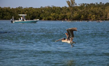 Kahverengi Pelikan Pelecanus occidentalis tekneler üzerinde uçar