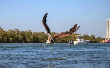Kahverengi Pelikan Pelecanus occidentalis tekneler üzerinde uçar