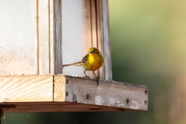 Çam ötleğeni kuş Dendroica palmarum, a kuş beslemek