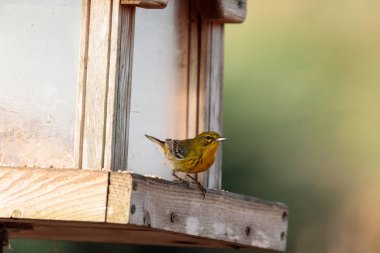 Çam ötleğeni kuş Dendroica palmarum, a kuş beslemek
