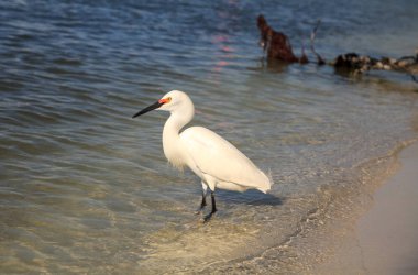 Snowy balıkçıl Egretta thula kuş balık avı