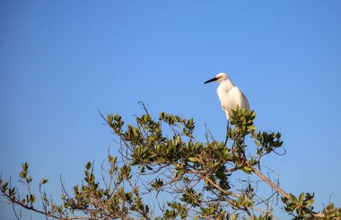 Snowy balıkçıl Egretta thula kuş balık avı