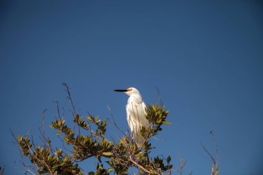 Snowy balıkçıl Egretta thula kuş balık avı