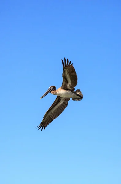 Pelikan pelecanus occidentalis fliegt bei del — Stockfoto