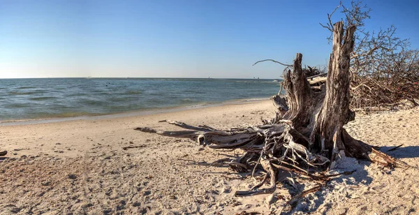 Treibholz am weißen Sandstrand von Delnor-Wggins passiert State Park — Stockfoto