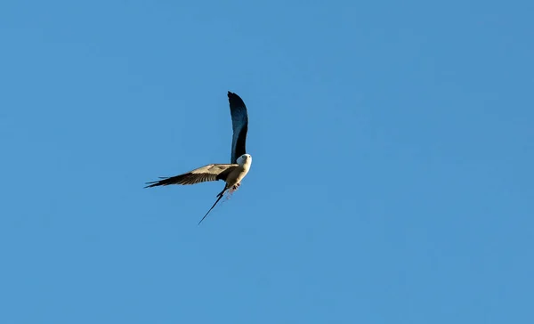 Swallow-tailed 연 수집 스페인어 이끼 둥지를 구축 하 — 스톡 사진