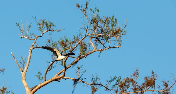 Swallow-tailed kite shromažďuje španělským mechem vybudovat hnízdo — Stock fotografie