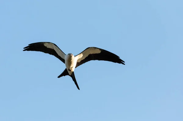 Zwaluwstaartwouw verzamelt Spaans mos om te bouwen van een nest — Stockfoto