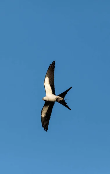 Swallow-tailed kite shromažďuje španělským mechem vybudovat hnízdo — Stock fotografie