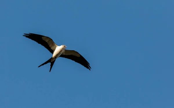 Swallow-tailed kite shromažďuje španělským mechem vybudovat hnízdo — Stock fotografie