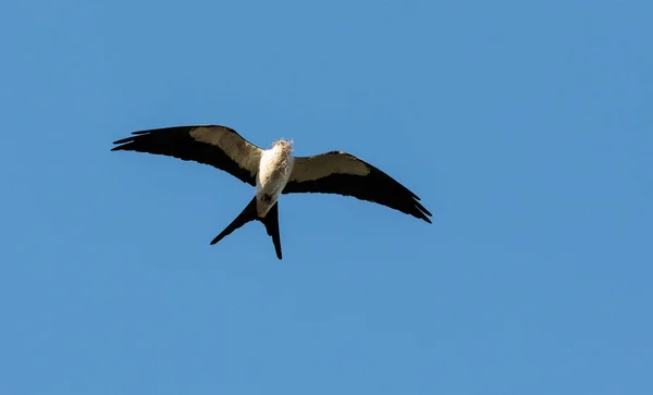 Swallow-tailed kite shromažďuje španělským mechem vybudovat hnízdo — Stock fotografie