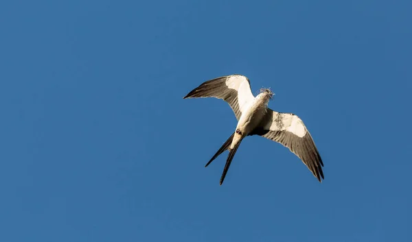 Cometa de cola de golondrina recoge musgo español para construir un nido — Foto de Stock