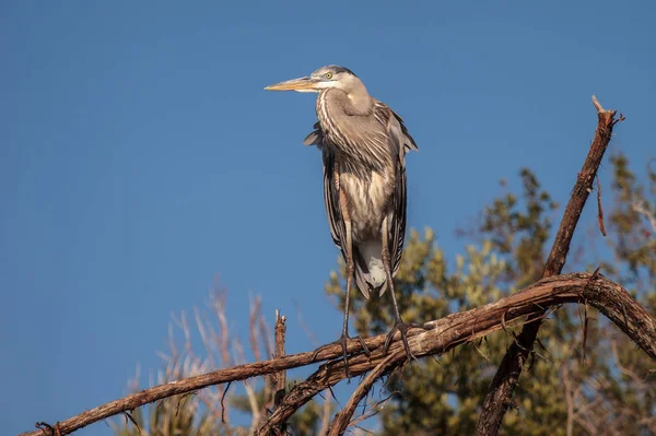 Большой голубой цапли Ardea героев смотрит на океан — стоковое фото