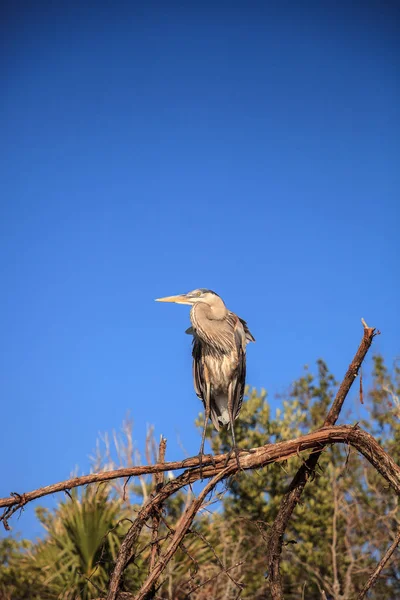 Grand héron Ardea herodias regarde au-dessus de l'océan — Photo