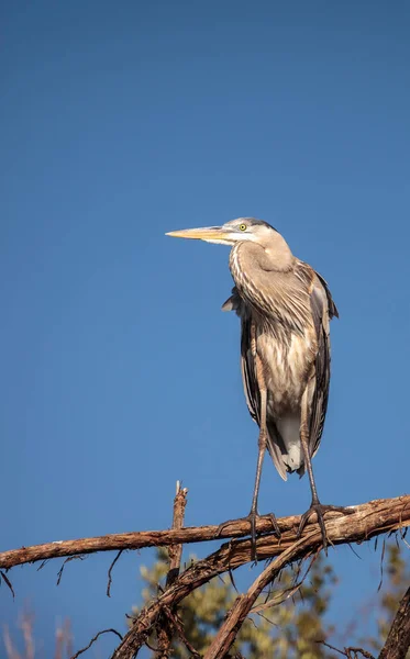 Grand héron Ardea herodias regarde au-dessus de l'océan — Photo