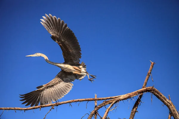 Gran garza azul Las herodias de Ardea miran hacia el océano — Foto de Stock