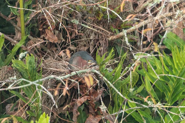 Nesten van groene reiger Butorides virescens — Stockfoto