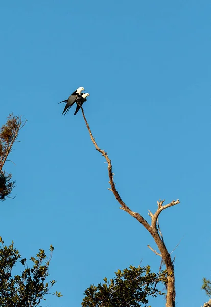 Δύο Χελιδόνι Ουρά Χαρταετού Πουλιά Σύντροφο Στην Κορυφή Του Ένα — Φωτογραφία Αρχείου