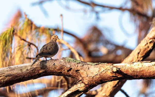 Mourning dove Zenaida macroura ptak okonie na drzewie — Zdjęcie stockowe